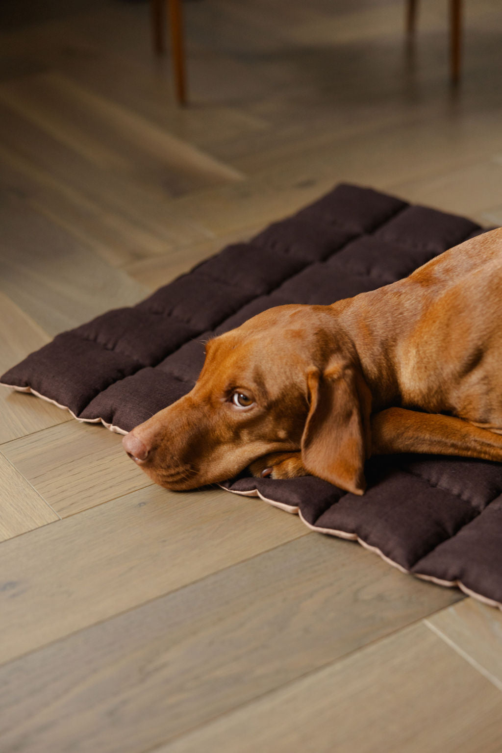 Dog lying on a brown pet bed on a wooden floor