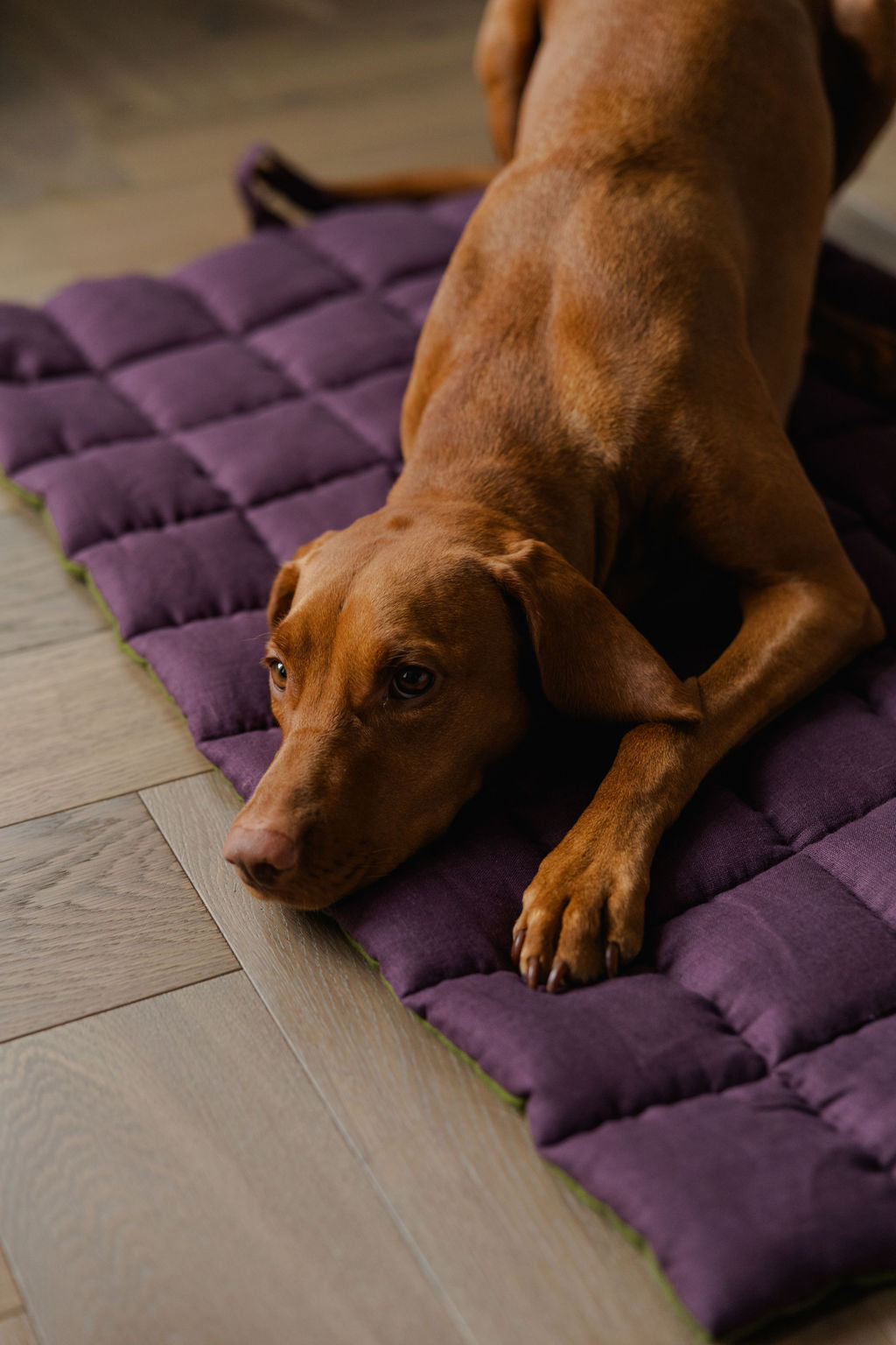 portable dog mat