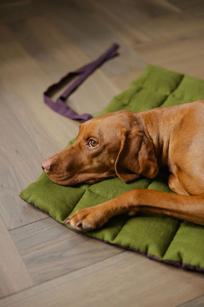 Dog lying on a green mat with a purple leash on a wooden floor
